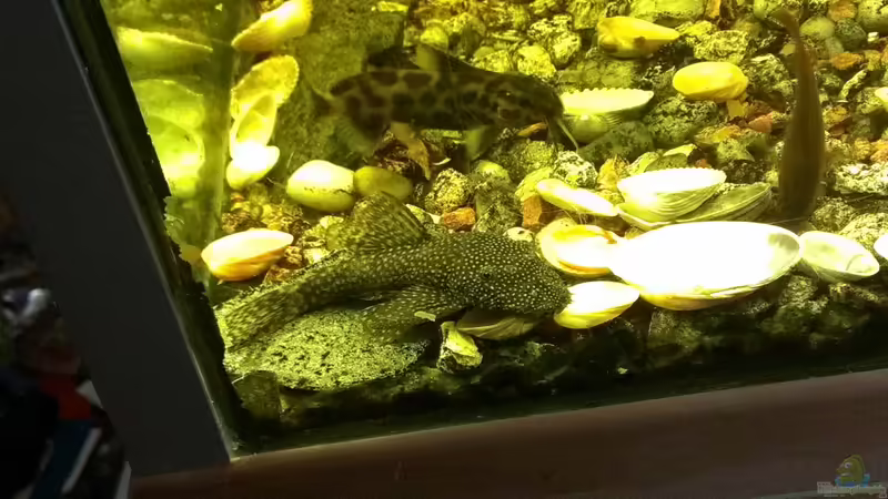 7 Stück Hanischwelse, sowie 3 Stücken Leopardfiederbartwelse/Kuckuksfiederbartwels von Thorsten Krupp (11)