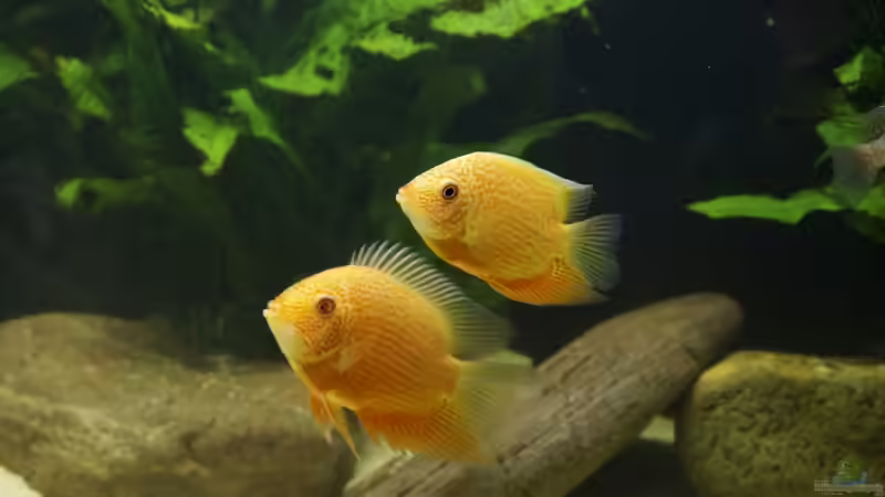 7 von Birkenzeisig (12)