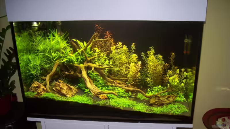 7 Wochen nach Neueinrichtung von Gunnar Otte (7)