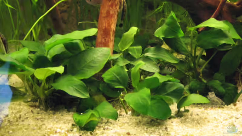 7 x Anubia nana von Gerd Zimmermann (9)