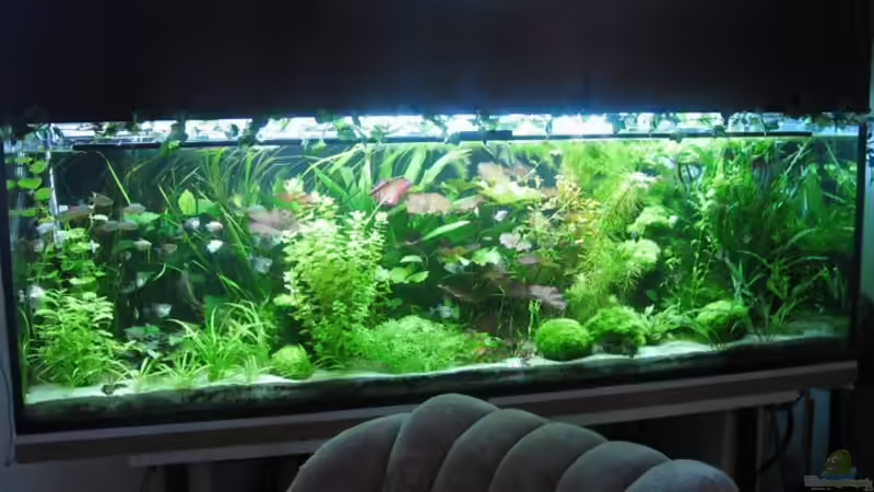 720l Gesellschaftsbecken von Inge Zuber (3)