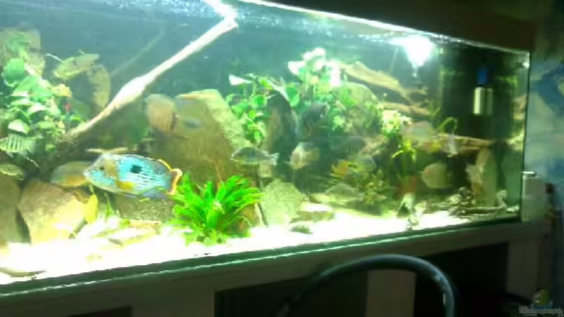 720L Südamerika Gro??cichlidenbiotopenbecken von David Breuers (1)