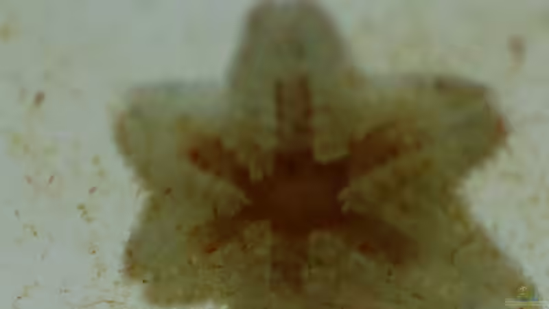 7mm von Spitze zu Spitze von FrischFisch (3)