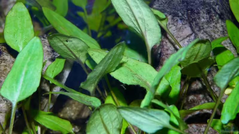 8.) Cryptocoryne Wendtii (Wendtscher Wasserkelch) von Ravenclaw57 (18)