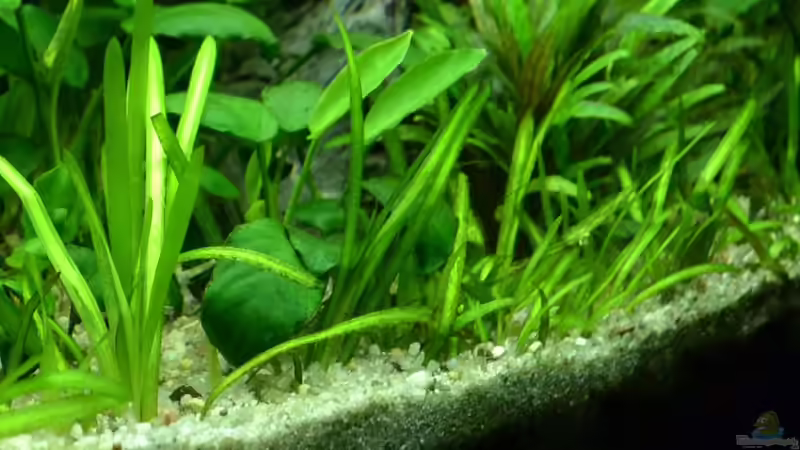 8. Zwergschwertpflanze von Daniela (11)