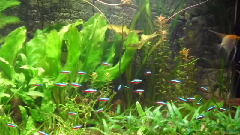 8.1.2012 von kleines becken (3)