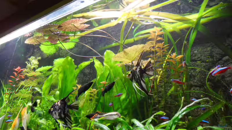 8.1.2012 von kleines becken (39)