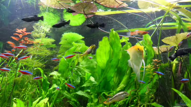 8.1.2012 von kleines becken (4)