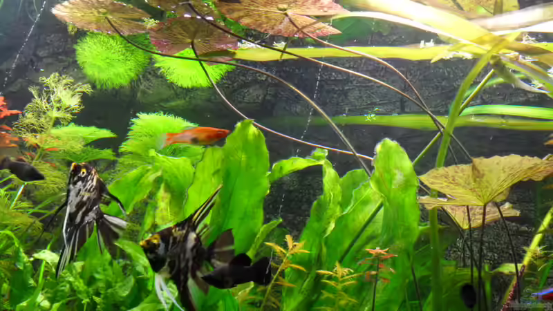 8.1.2012 von kleines becken (5)