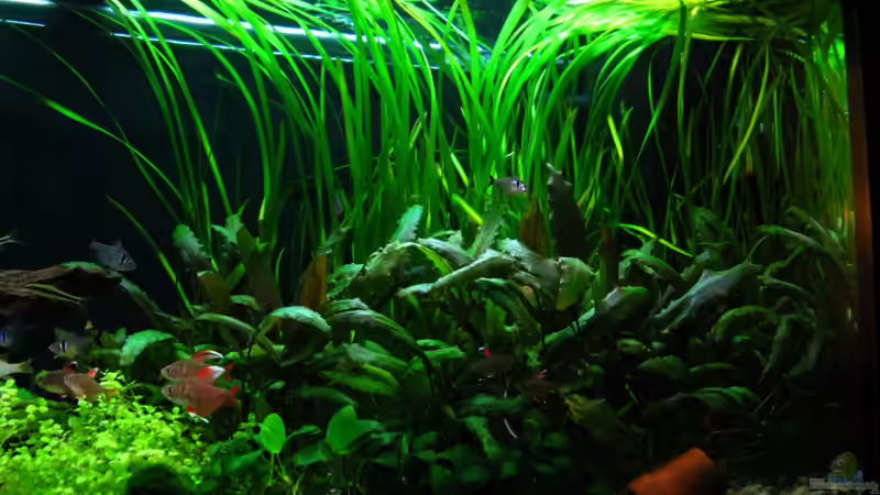 8.1.2013 von NicoleZH (6)