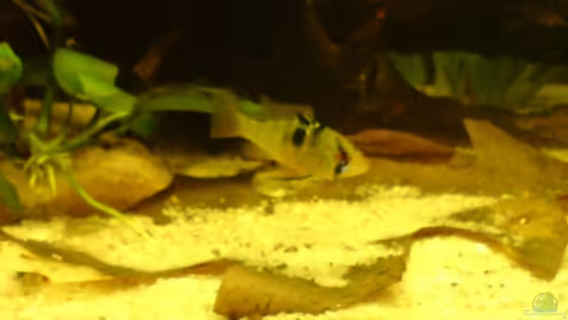 8.11.08 Schmettelingsbuntbarsch auf Futter suche... von Aquariumfan93 (10)