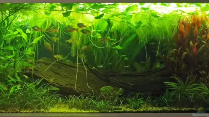 8.12.08 von smily (9)