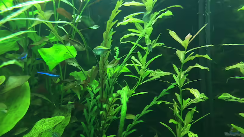 8/16 von frankHH (11)