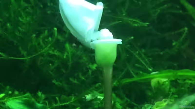 8/16 von frankHH (12)