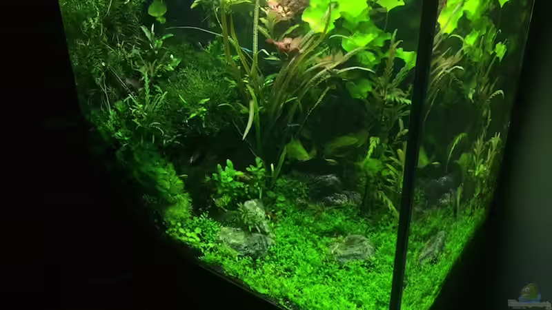 8/16 von frankHH (13)