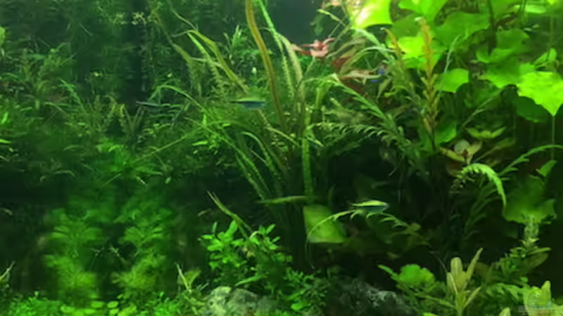 8/16 von frankHH (14)