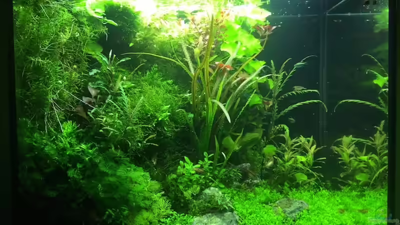 8/16 von frankHH (15)