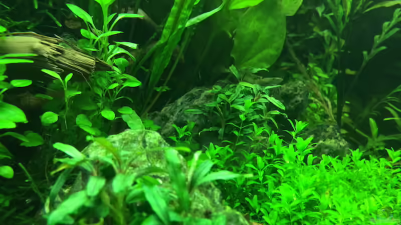 8/16 von frankHH (17)