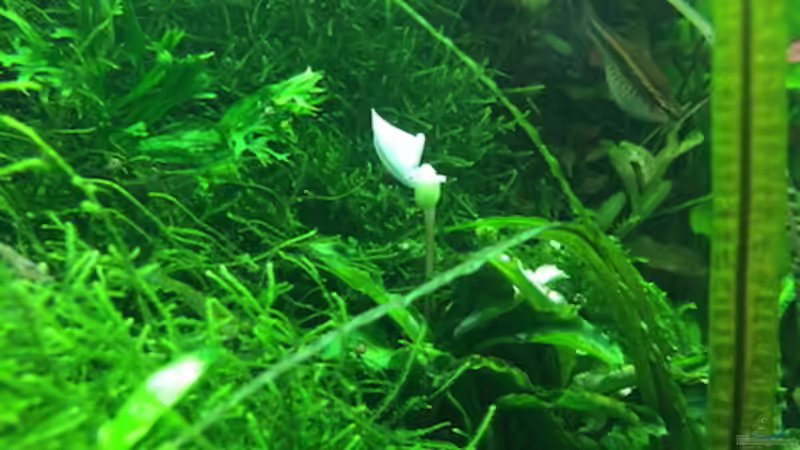 8/16 von frankHH (4)