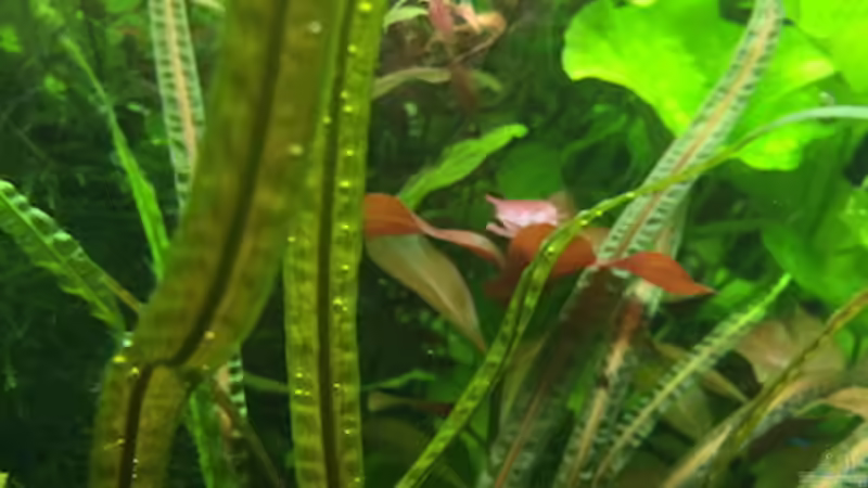 8/16 von frankHH (5)