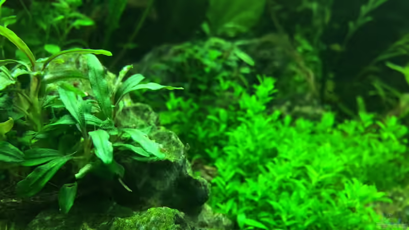 8/16 von frankHH (6)