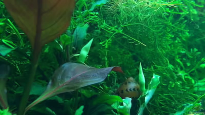 8/16 von frankHH (7)