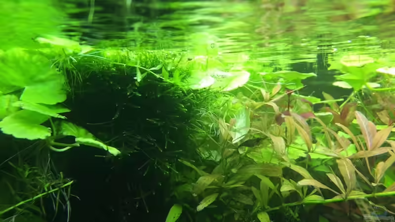 8/16 von frankHH (8)