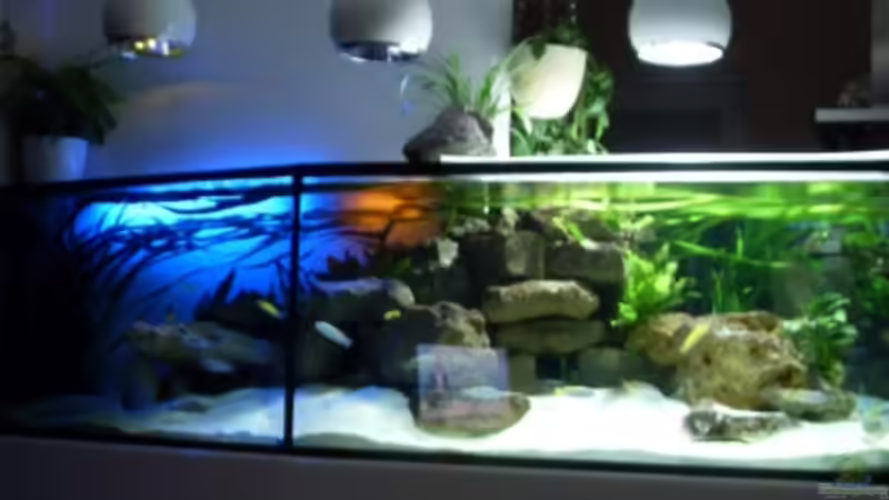 8.2.2010 Abendbeleuchtung beginnt von Mats (38)