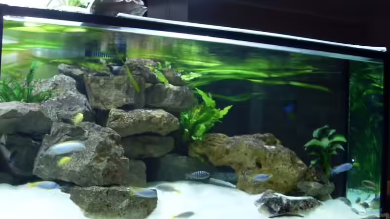 8.2.2010 Ansicht von Mats (41)