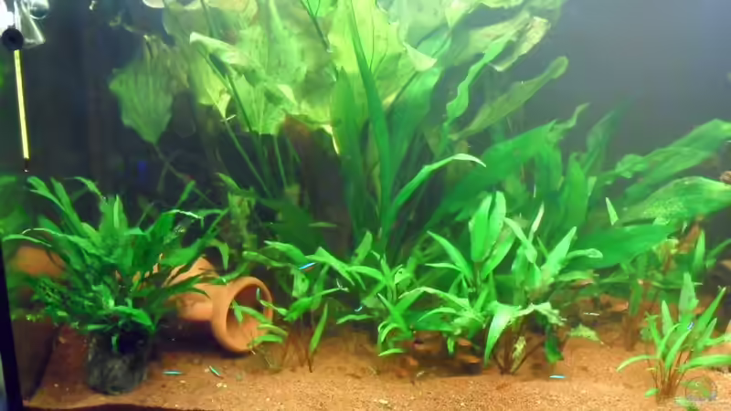 8.5.2011 von Masl (4)