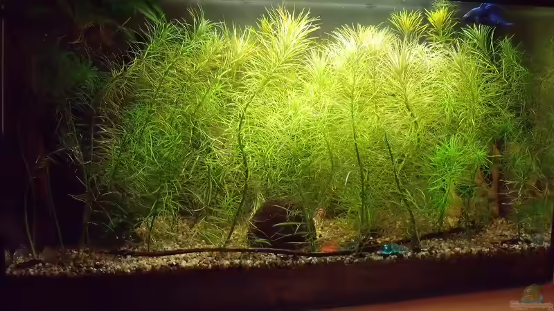 8.8.09 von Tamispapsi (1)