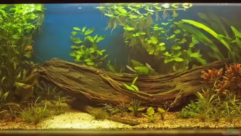 8.9.08 von smily (5)