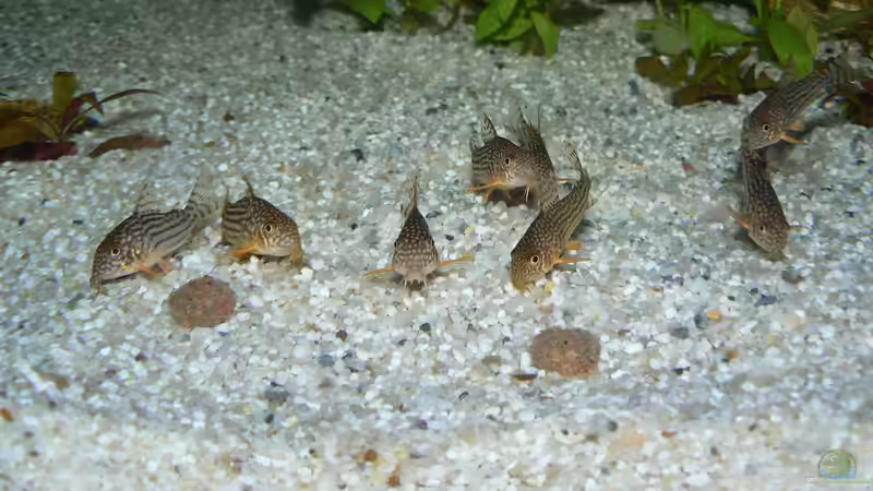 8 Sterbai von Uwe W (46)