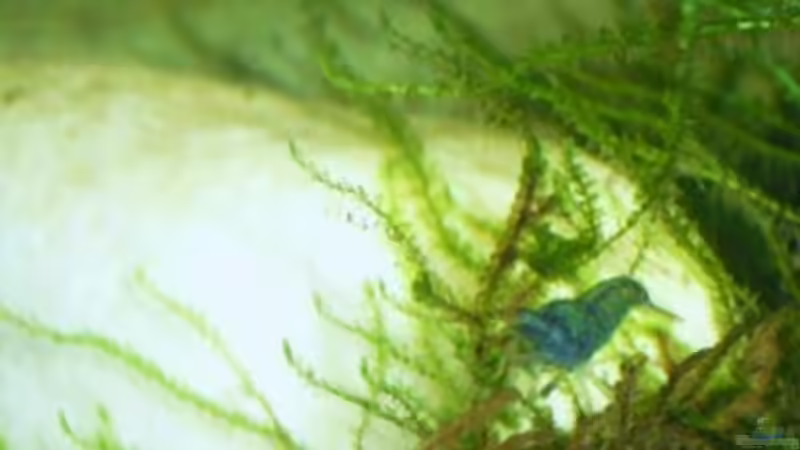 8 Stunden nach dem Einzg ins Becken von MiCa (14)