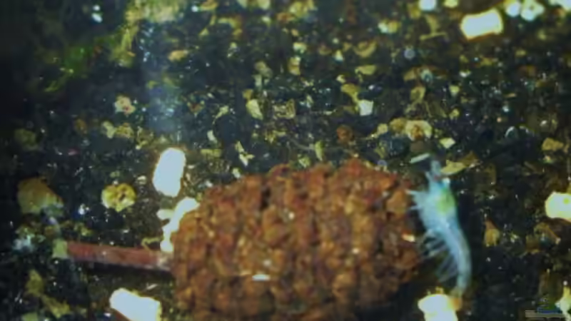 8 Stunden nach dem Einzug ins Becken von MiCa (15)