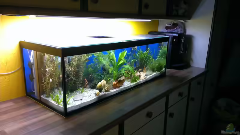 8 Tage alt von raubsau (8)