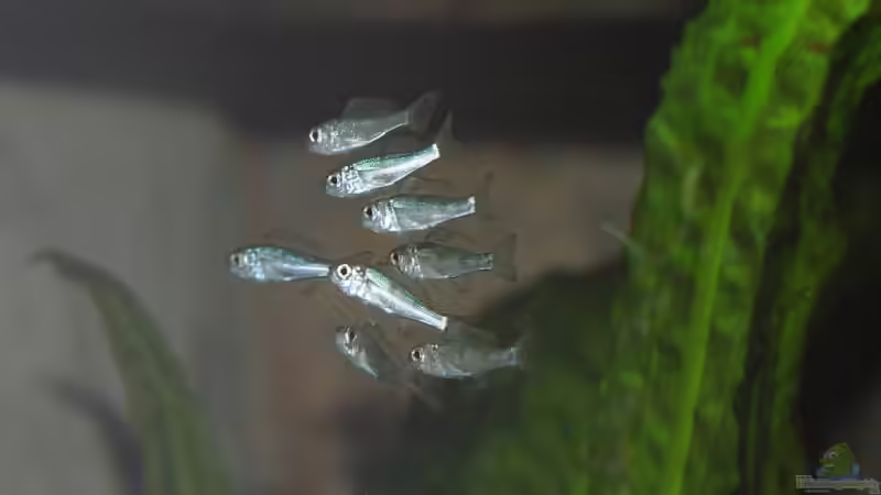 8 (von 14) jungen O. ventralis, die heute abend (5.09.2008) von einem Weibchen freigelassen von Georg Botz (37)