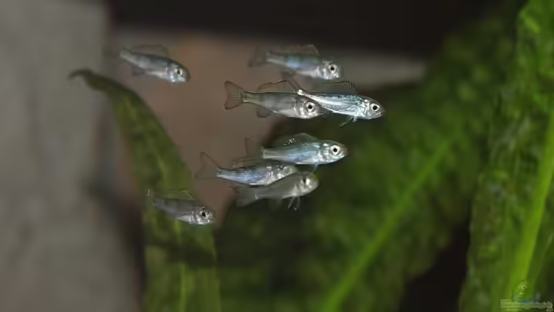 8 (von 14) jungen O. ventralis, die heute Abend (5.09.2008) von einem Weibchen freigelassen von Georg Botz (38)