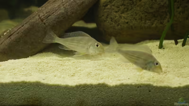 8 von Birkenzeisig (13)