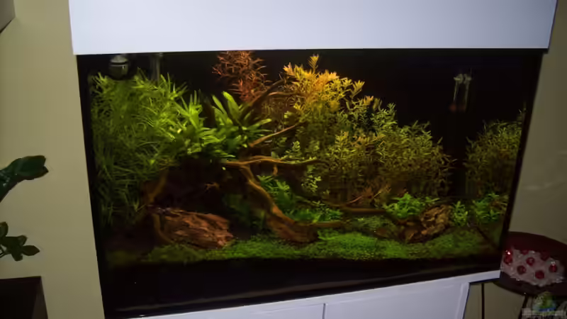 8 Wochen nach Neueinrichtung von Gunnar Otte (9)