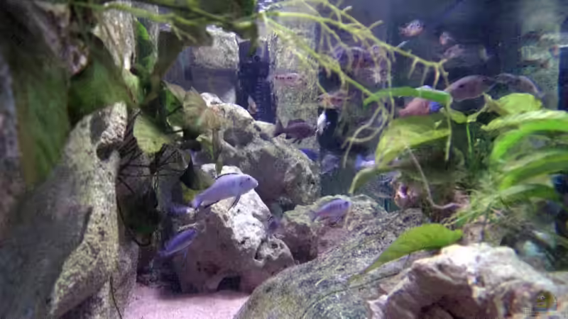 840 L Traum von Armin Lange (1)