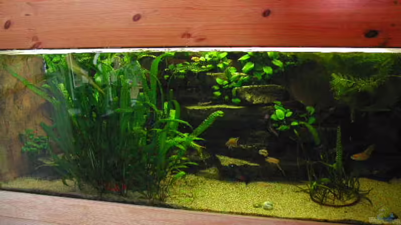 850 l Tanganjikabecken von Thomas Röckemann (1)