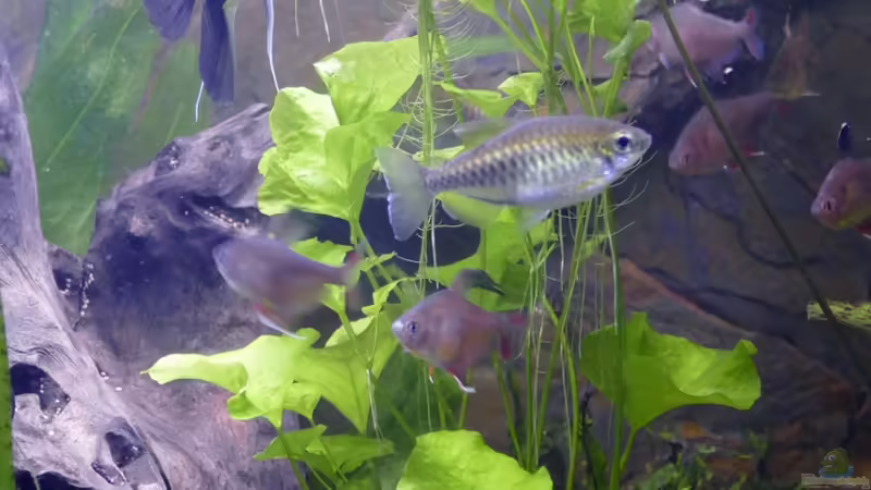 9.) Hydrocotyle leucocephala von Ravenclaw57 (19)