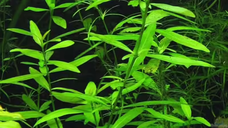 9. Indischer Wasserfreund von Daniela (14)