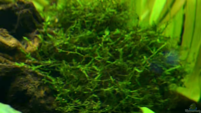 9. Moos von Daniela (12)