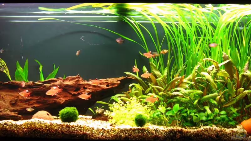 9.1.2013 von NicoleZH (1)