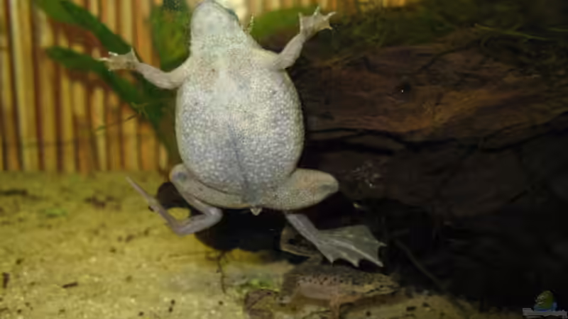 Zwergkrallenfrosch - Hymenochirus boettgeri (Einrichtungsbeispiele mit Böttgers Zwergkrallenfrosch)