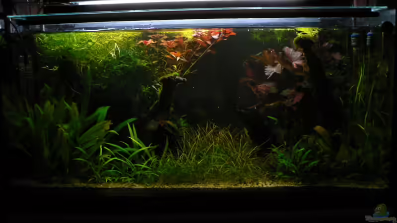 9.5.2010 Eßecke von Zapfenmanderl (11)