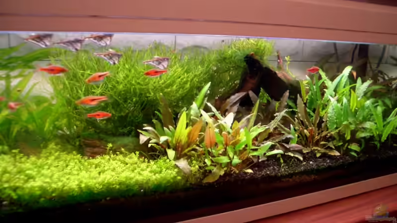 9.8.2010 von navigator1 (6)