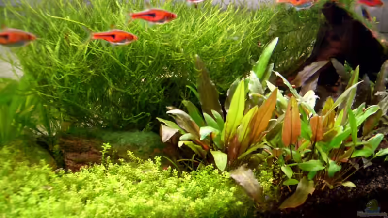 9.8.2010 von navigator1 (8)